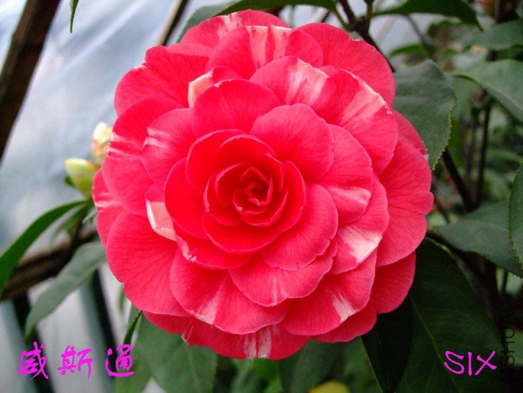 ��˹ͨ 10-3-15f (2).jpg