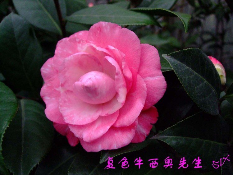 ţ�������� 10-3-15f(1).jpg