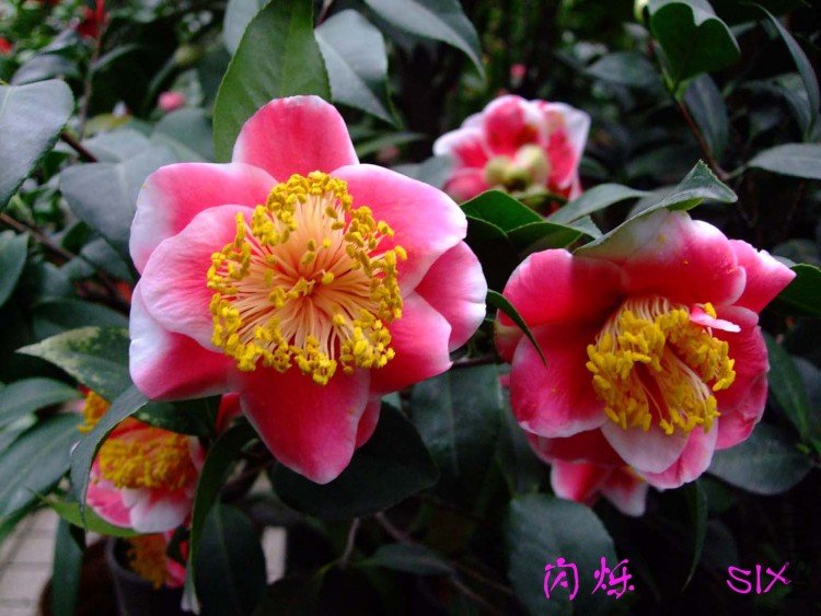 ��˸ 10-3-15f(1).jpg