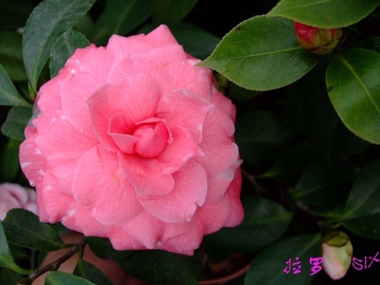 ���� 10-3-16f (2).jpg