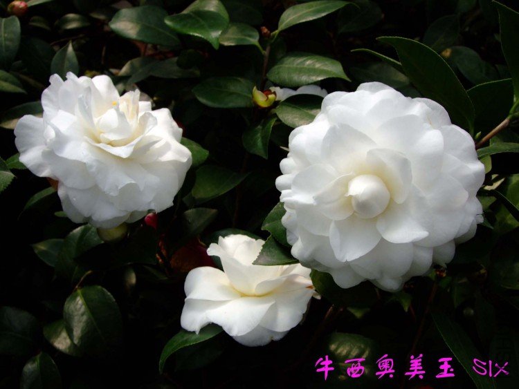 ţ�������� 10-3-16f (1).jpg