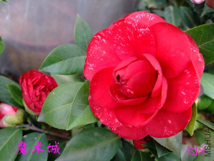 ħ����10-3-16 (2).jpg