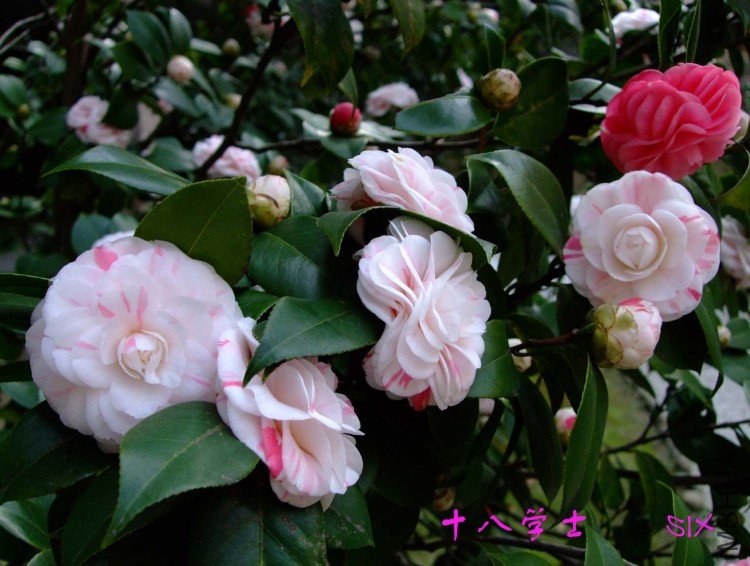 ʮ��ѧʿ10-3-16 (4).jpg