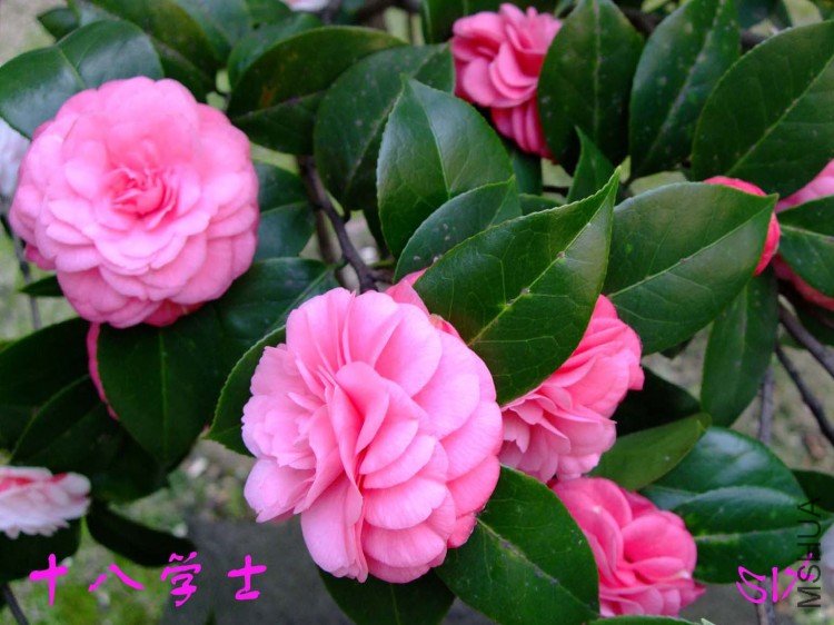 ʮ��ѧʿ10-3-16 (8).jpg