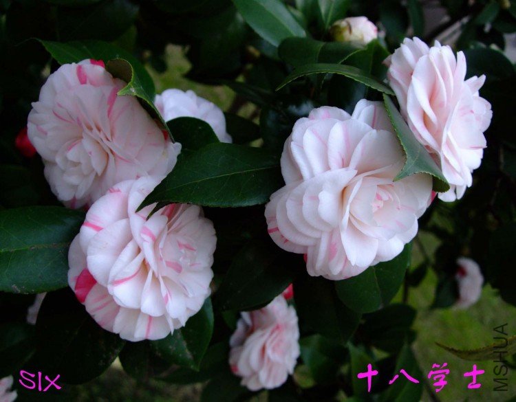 ʮ��ѧʿ10-3-16 (7).jpg