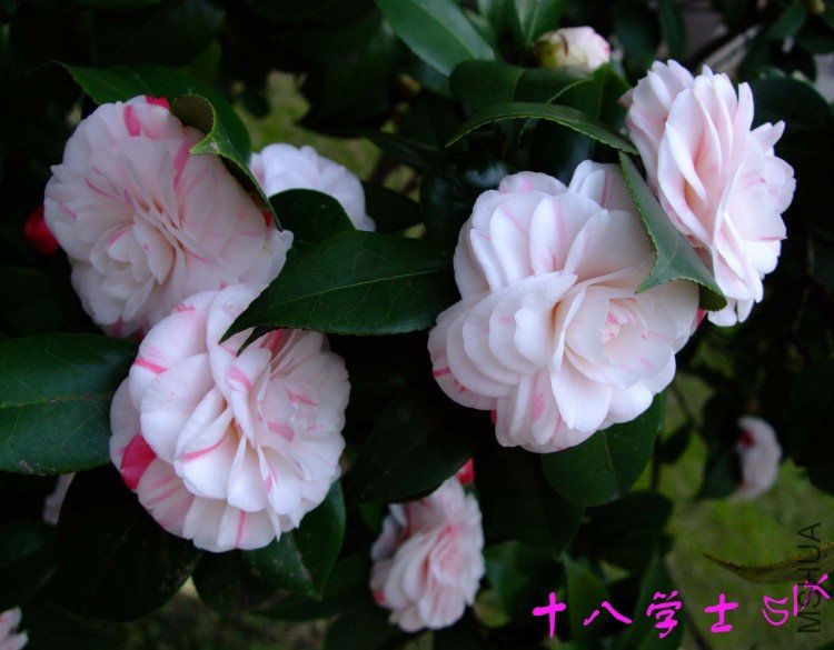 ʮ��ѧʿ10-3-16 (9).jpg