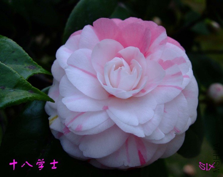 ʮ��ѧʿ10-3-16 (2).jpg