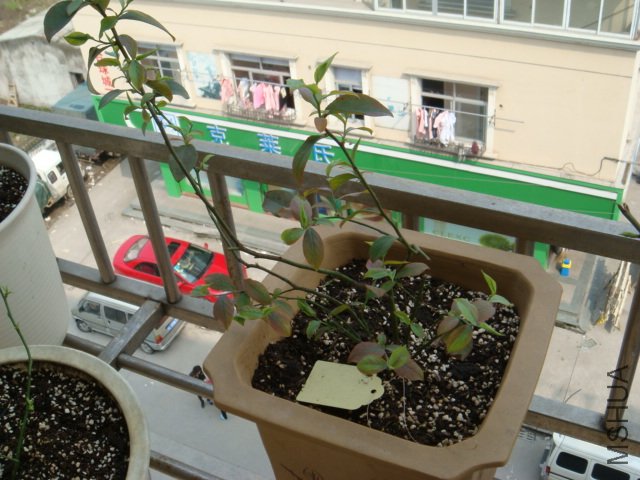 DSC01433.JPG