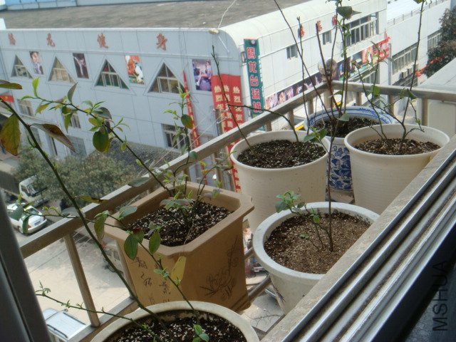 DSC01447.JPG