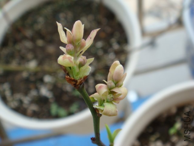 DSC01431.JPG