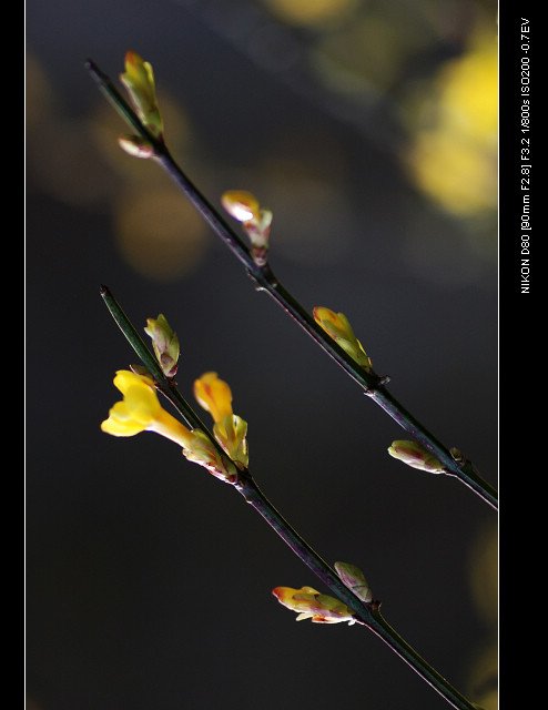 DSC_0177_1.jpg
