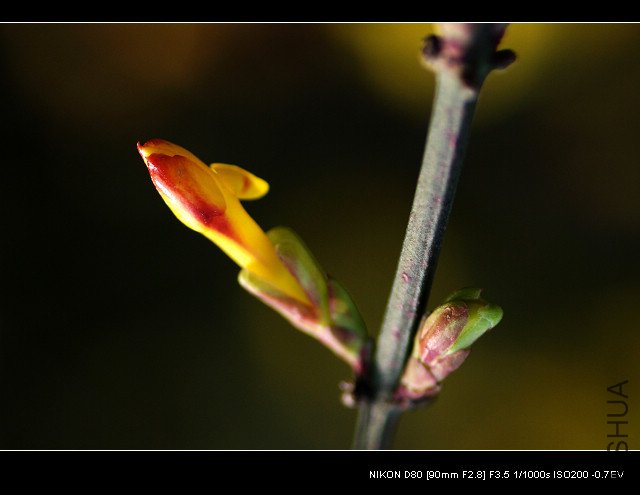 DSC_0176_1.jpg