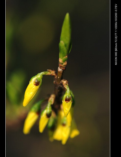 DSC_0200_1.jpg
