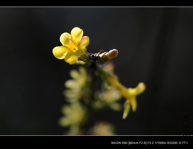 DSC_0178_1.jpg