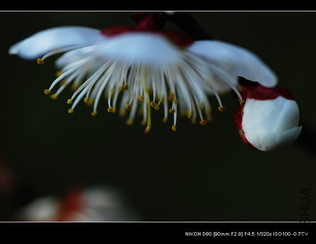 DSC_0275_1.jpg