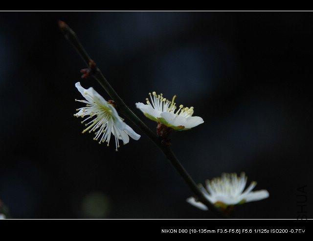 DSC_0333_1.jpg