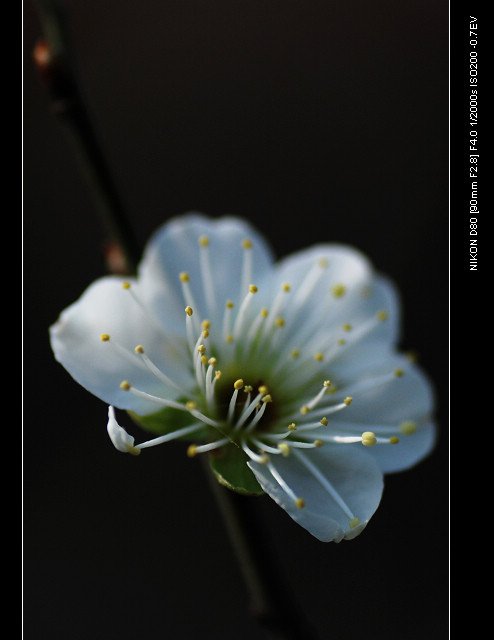 DSC_0184_1.jpg