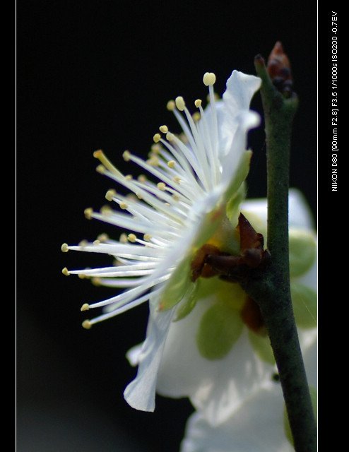 DSC_0183_1.jpg