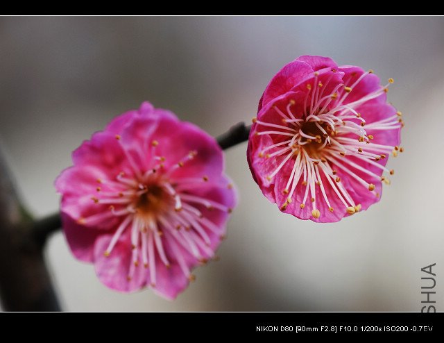DSC_0192_1.jpg