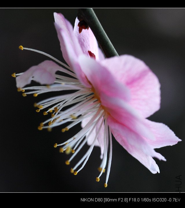 DSC_0295_1.jpg