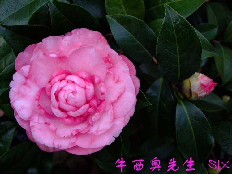 ��ɫţ����10-3-17 (1).jpg