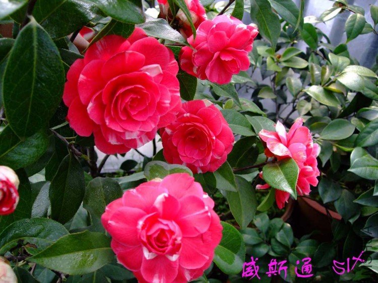 ��˹ͨ 10-3-17 (3).jpg