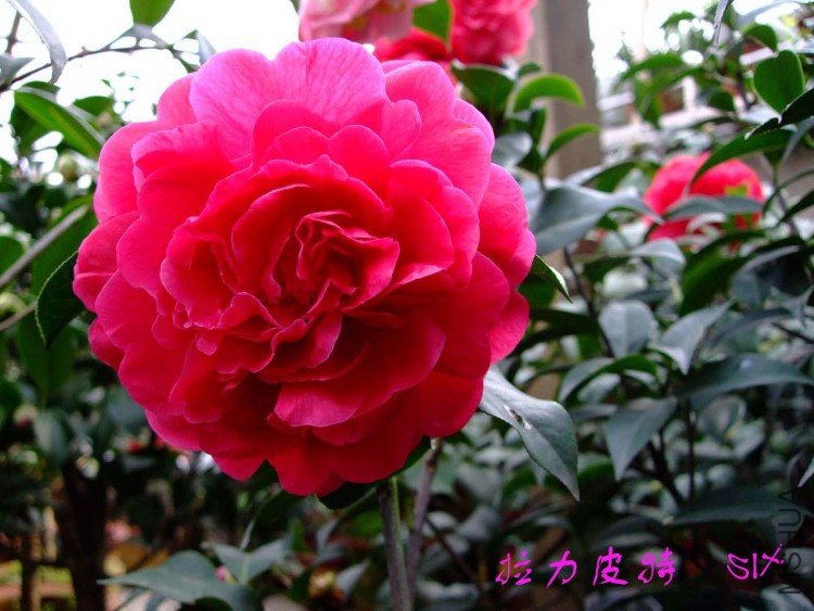 ����Ƥ��10-3-17 (2).jpg