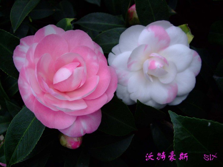 ���غ�˹10-3-17 (1).jpg