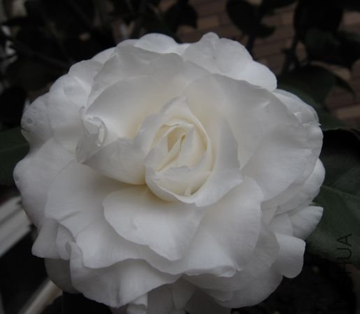 2010.2-15 153.jpg