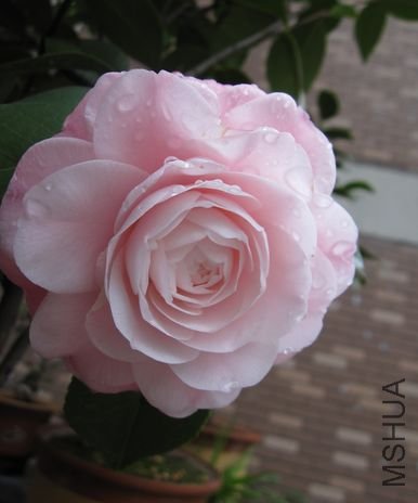 2010.2-15 156.jpg