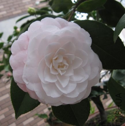 2010.2-15 174.jpg
