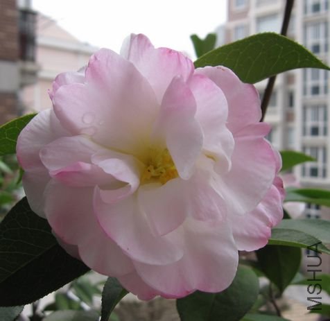 2010.2-15 171.jpg
