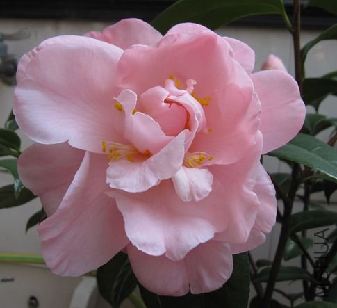 2010.2-15 180.jpg