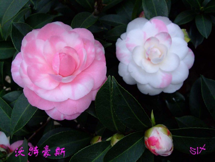 ���غ�˹10-3-17f (9).jpg