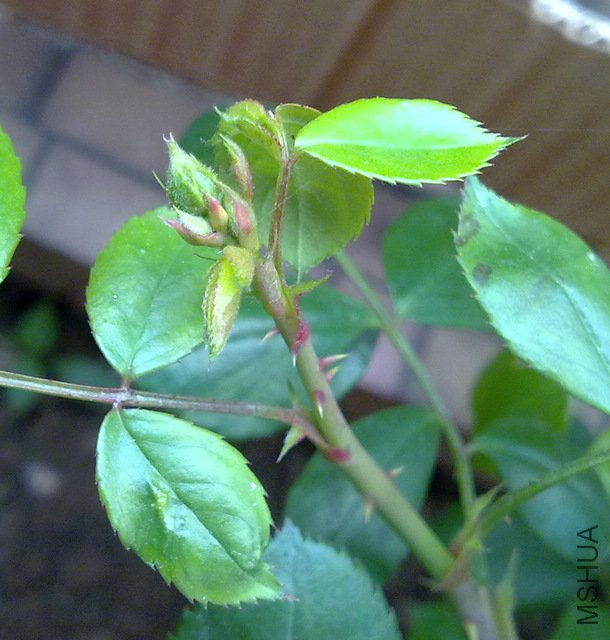 20100317679.jpg