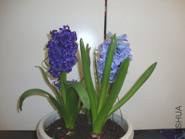 DSC00139.JPG
