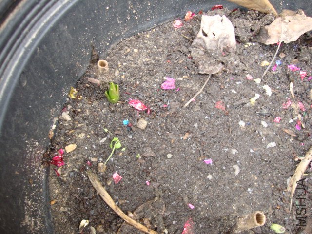 DSC00155.JPG
