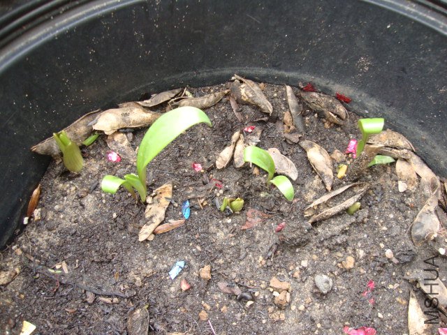 DSC00156.JPG