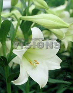 L032 white heaven.jpg