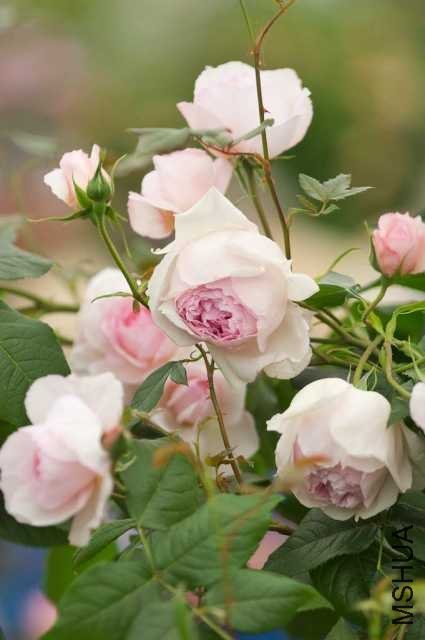 The Wedgwood Rose 2.jpg