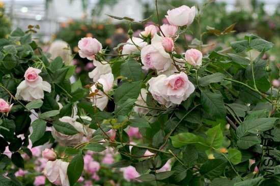 The Wedgwood Rose 1.jpg