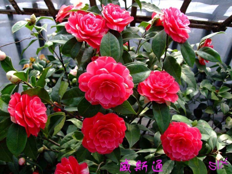 ��˹ͨ 10-3-19 (2).jpg