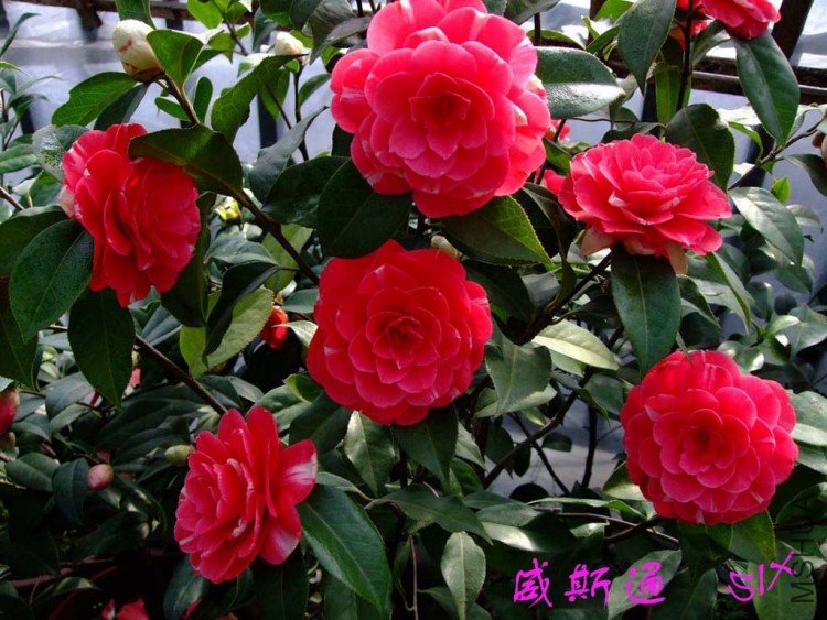 ��˹ͨ 10-3-19 (1).jpg