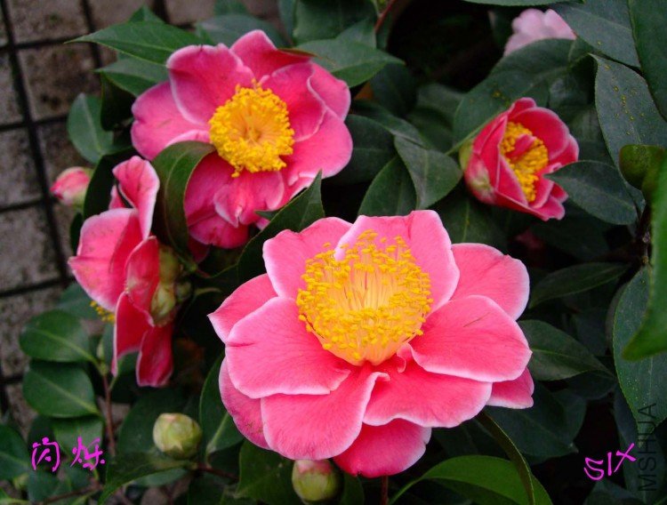 ��˸   10-3-18 (4).jpg