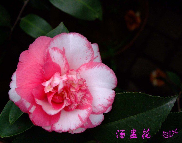 ���ѻ�  10-3-18 (1).jpg