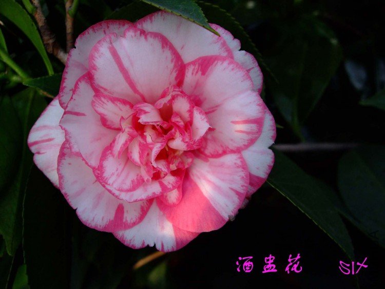 ���ѻ�  10-3-19(1).jpg