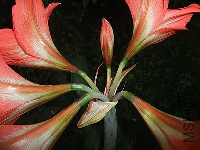 ��Ƭ 5629595(400).jpg