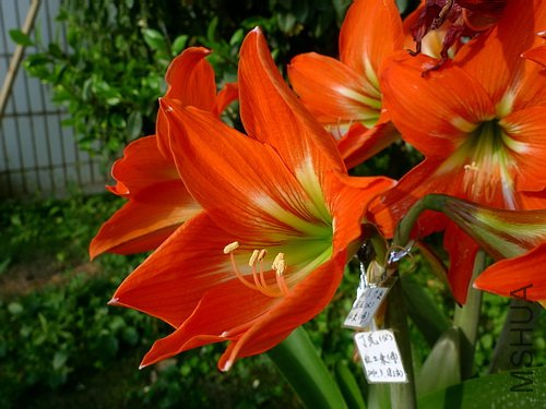 ��Ƭ 5629613(500).jpg