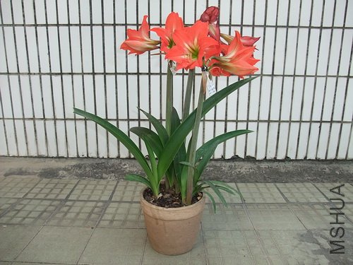 ��Ƭ 5629604(500).jpg