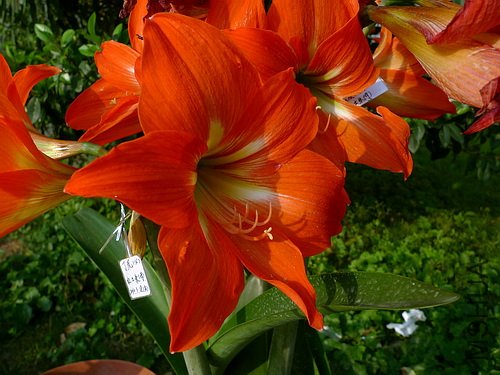 ��Ƭ 5629614(500).jpg